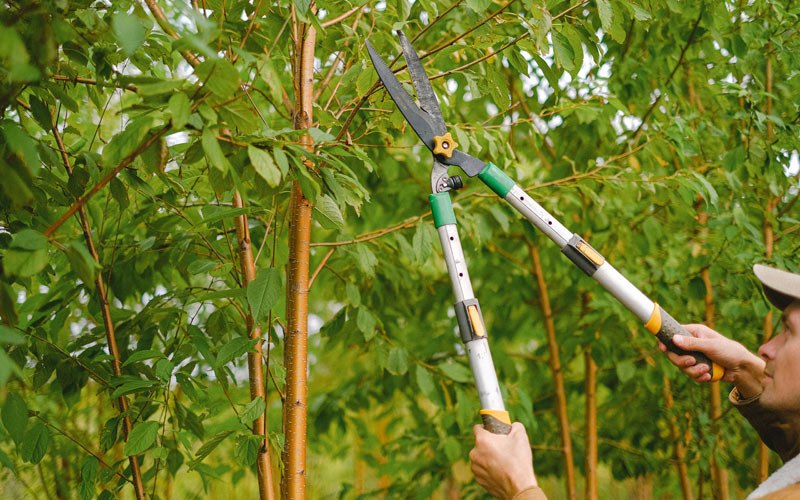 Tree trimming in Tenmile, OR